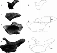 Ilia-of-the-silesaurids-Asilisaurus-kongwe-and-Silesaurus-opolensis-A-photograph-of.png (136 KB)