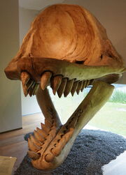 A reconstructed skull of 