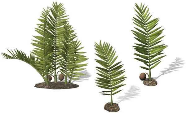 caramel pluto philodendron Philodendron Caramel Pluto