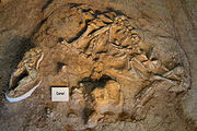 Waco mammoth site camel