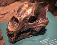 Skull.
