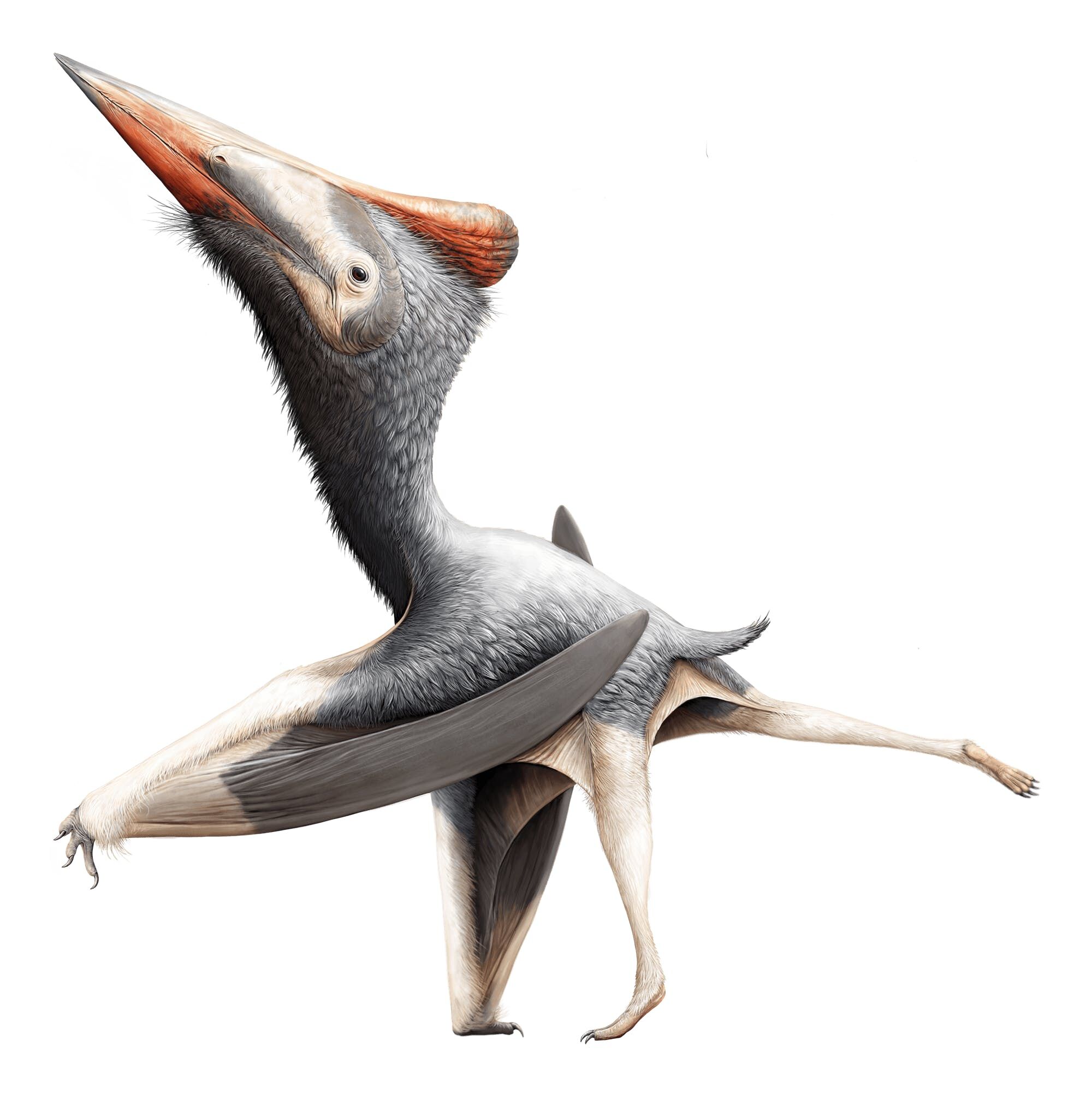 Quetzalcoatlus, Dinopedia