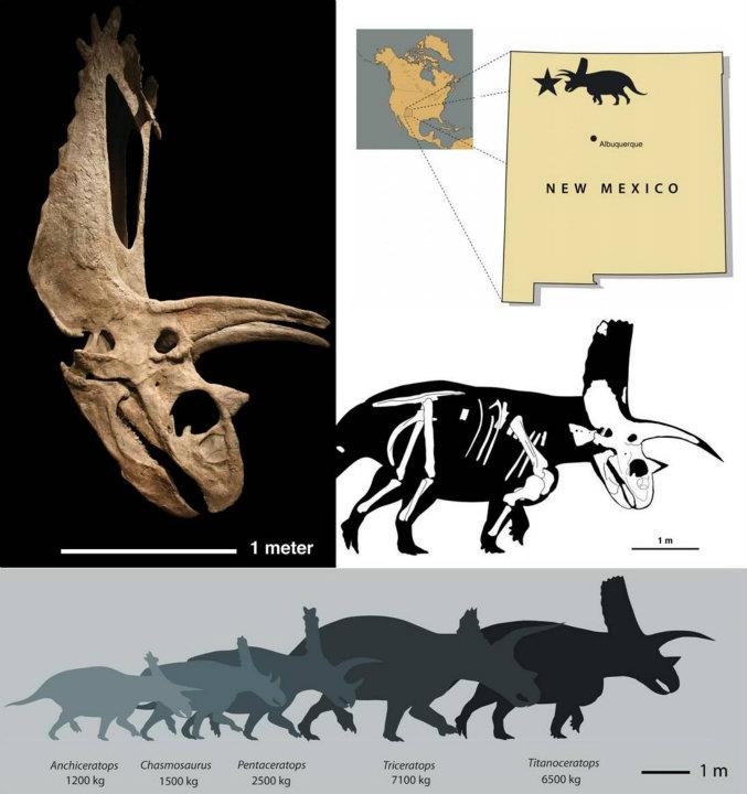 anchiceratops skull