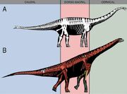 Skeletal-reconstructions Spinophorosaurus-nigerensis-A-Original-skeletal