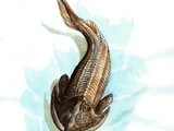 Zenaspis