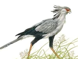 Apatosagittarius
