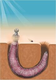 Archaeopriapulida