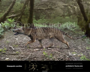 Dissopsalis-carnifex-738x591