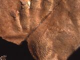 Protochirotherium