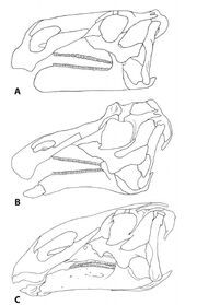 Hadrosaur-skulls