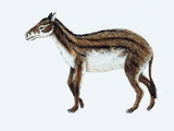 Hyracotherium