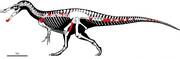IberospinusSkeletal