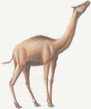 aepycamelus