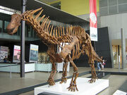 Amargasaurus skeleton