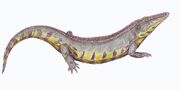 Bystrowiana permira1DB