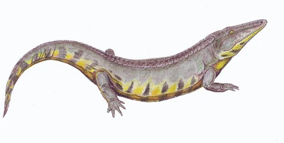 Bystrowiana permira1DB