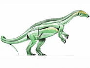 Thescelosaurus