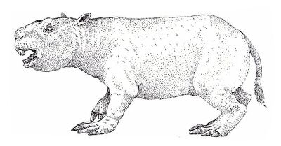 Mesotherium-11