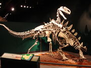 Tuojiangosaurus monolophosaurus