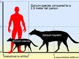 Epicyon