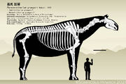 Paraceratherium grangeri skeletal reconstruction by kookaburrasurvivor derm4ok-pre