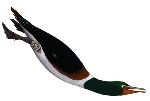 Fumicollis By Jack Wood on @thewoodparable