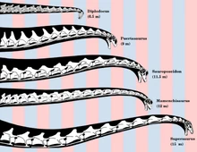 Neck reconstructions of Puertasaurus and other sauropods