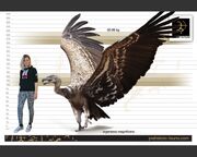 Argentavis-size-738x591