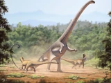 Barosaurus