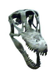 Brachiosaurus skull m