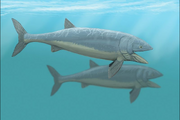 Leedsichthys problematicus restoration.png