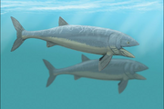 Leedsichthys problematicus restoration