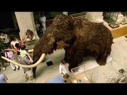 Walking With Beasts BBC -6- - Mammoth Journey (part 8)