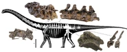 Ardetosaurus fossil materials.jpg (372 KB) Ardetosaurus fossil materials