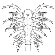 Cambrocaris partial reconstruction