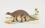 Dracopelta