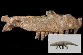 Kc-biglizard-comp-01