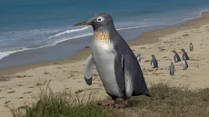 Tatsuya Shinmura's speculative reconstruction of Pachydyptes hakataramea