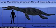 Rhomaleosaurus size