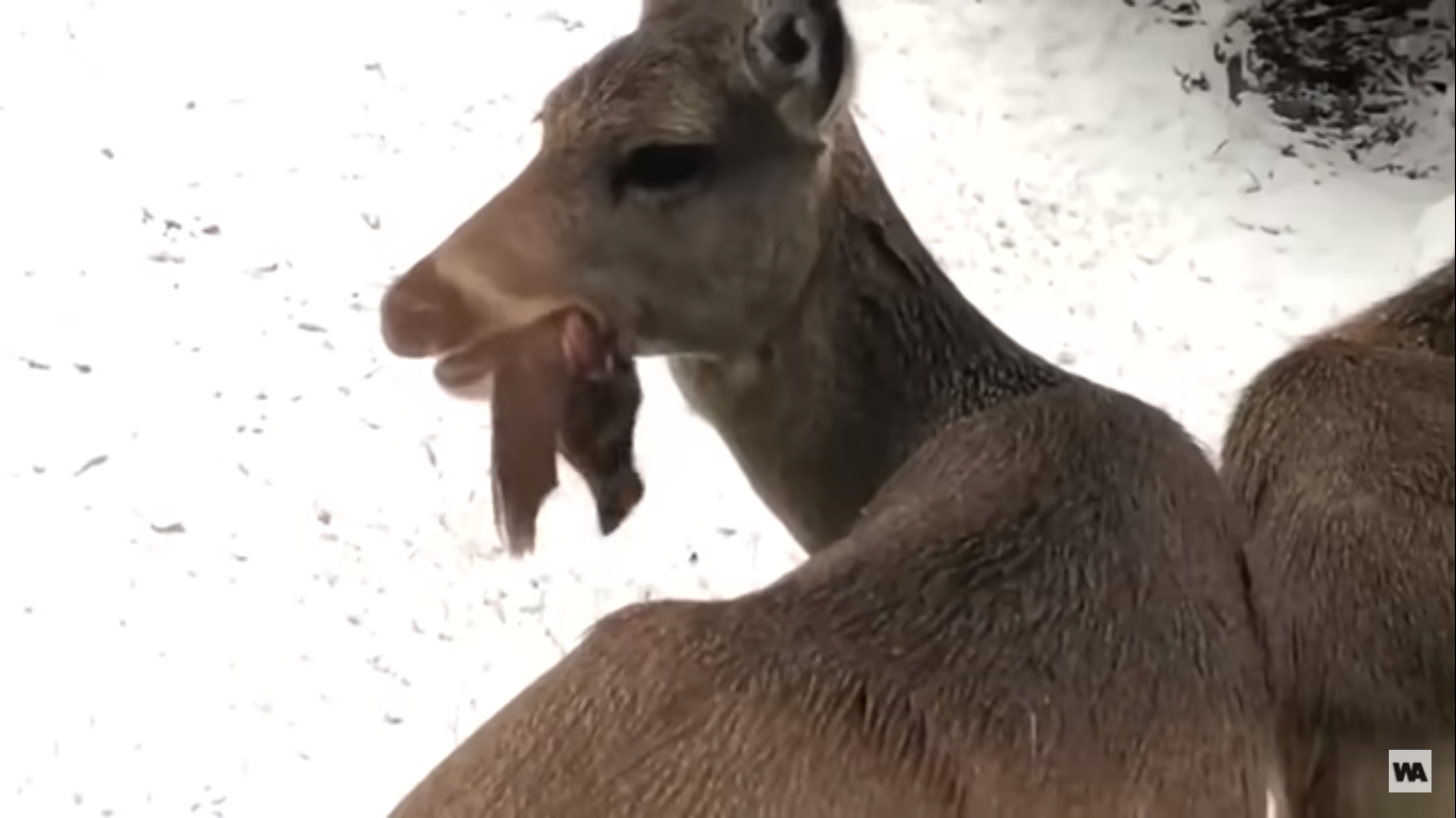 Deer online eating bird
