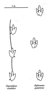 Gigandipus and eubrontes