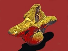 Dorsal vertebra of Puertasaurus reuili