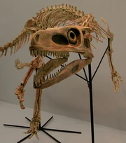 Staurikosaurus Skeleton