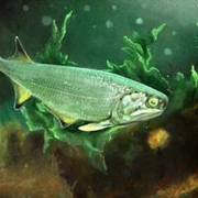 7787616072 a56d5d4f62