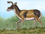 Sinclairomeryx