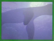 Walking with Dinosaurs 111.jpg (24 KB)