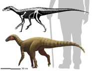 The size comparison of Anamasaurus to a human.