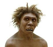 Homo ergaster.