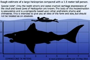 Helicoprion-size.jpg (114 KB) Human size comparison
