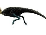 Pisanosaurus